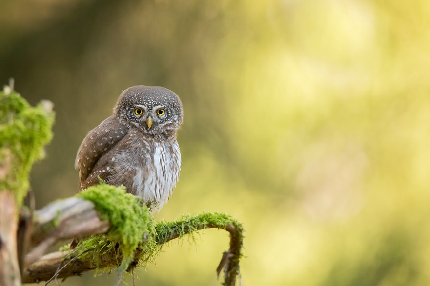 Sóweczka (Glaucidium passerinum)