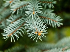 Co zrobić, by choinka długo stała? Naukowcy wiedzą