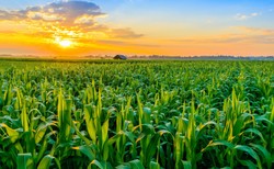 Ekologia: roboty wyposażone w specjalne elektrody mogą zastąpić pestycydy