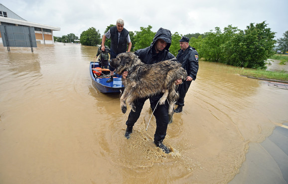 Zoran Kurtinović tokom obrenovačkih poplava 2014: Čuvena fotografija spašavanja šarplaninca