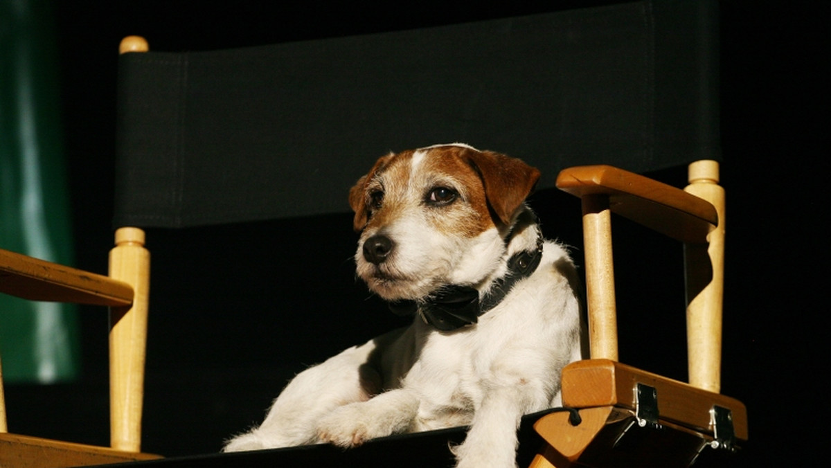 Złote Obroże rozdane. Historycznym pierwszym laureatem nowych nagród, przeznaczonych dla psów pojawiających się w filmach, został Uggie - Jack Russell terrier, którego wyróżniono za występ w "Artyście".