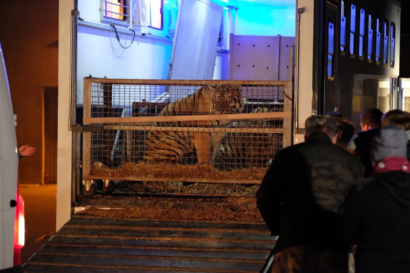 Dziewięć tygrysów trafiło do zoo w Poznaniu