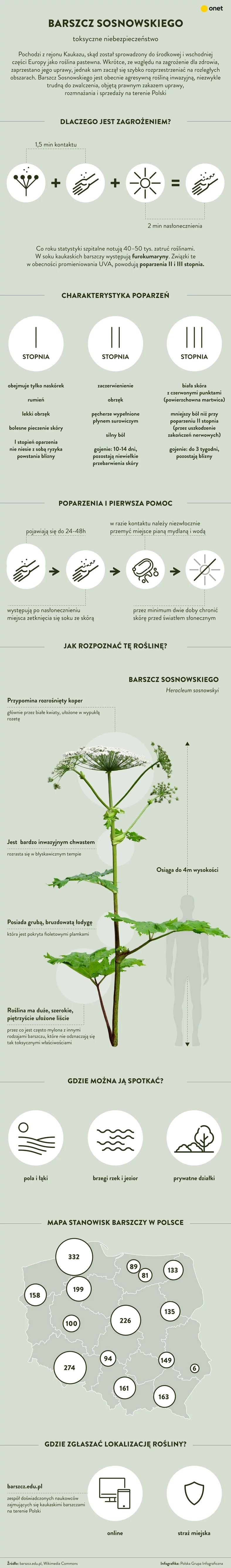 Infografika  - barszcz Sosnowskiego