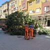 Obrenovićeva ulica u Nišu: Palo veliko drvo na kolovoz, preko haube dostavnog kamiona