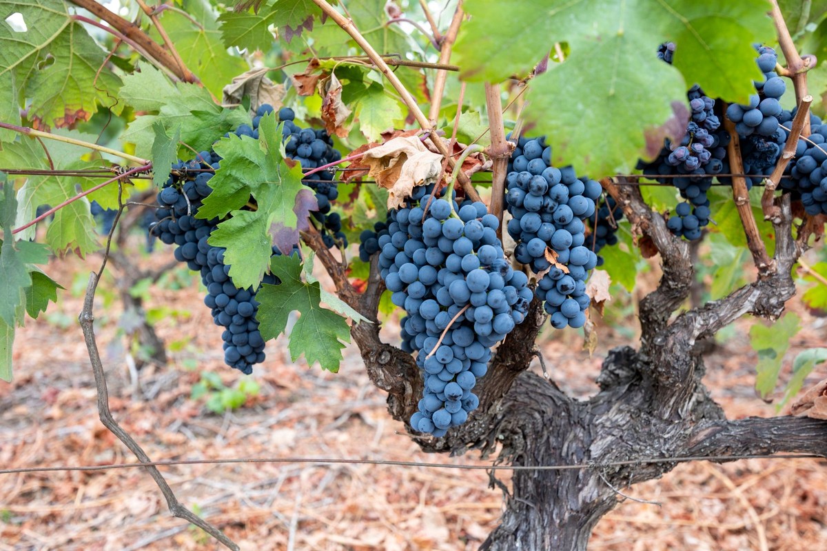 Zimowe cięcie winorośli