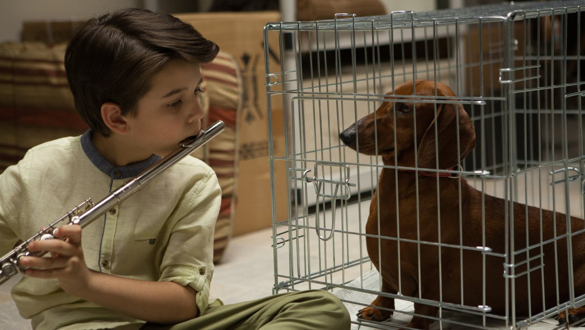 Todd Solondz, zainspirowany „Na los szczęścia, Baltazarze!” Roberta Bressona, w swoim najnowszym filmie zastępuje wprawdzie osiołka jamnikiem, ale dochodzi do bardzo podobnych wniosków: ludzie zdolni są do najgorszych rzeczy. Świat widziany z perspektywy przechodzącego z rąk do rąk czworonoga nie zawsze wydaje się przyjaznym miejscem. Ale co z tego, jeśli nie można oderwać od niego wzroku.