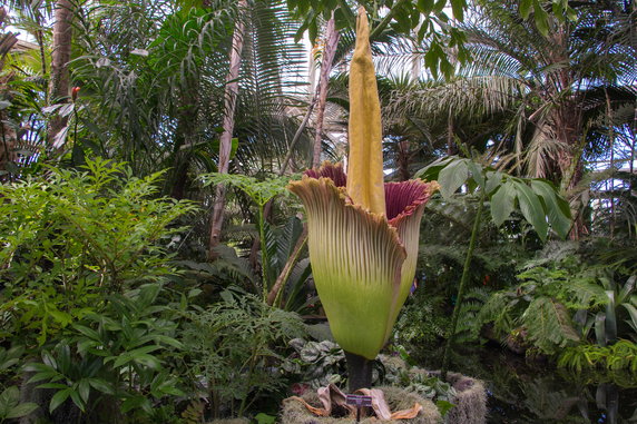 Dziwidło olbrzymie (Amorphophallus titanum)