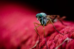 Macro Shot Of Mosquito On Red Fabric