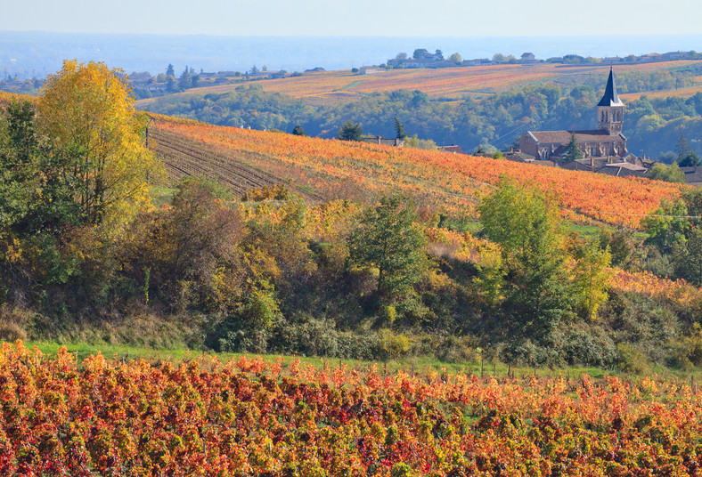 Winnica Beaujolais