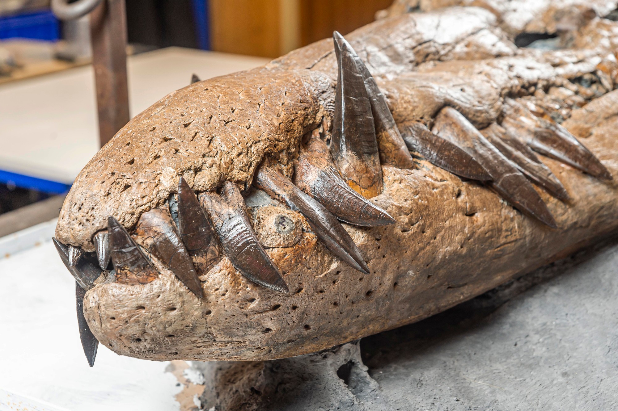 Britskí paleontológovia objavili lebku gigantického morského pliosaura.