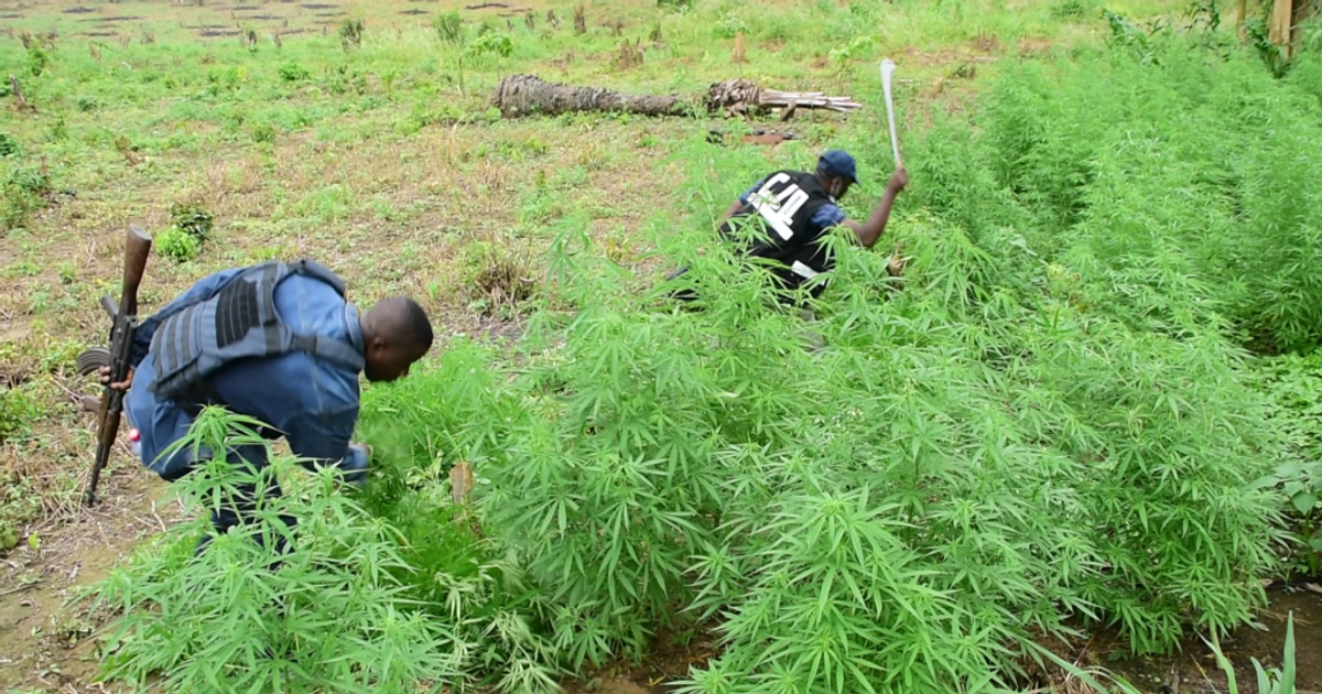 SHS teacher, 4 others arrested for farming weed in forest reserve - Vimarsana News