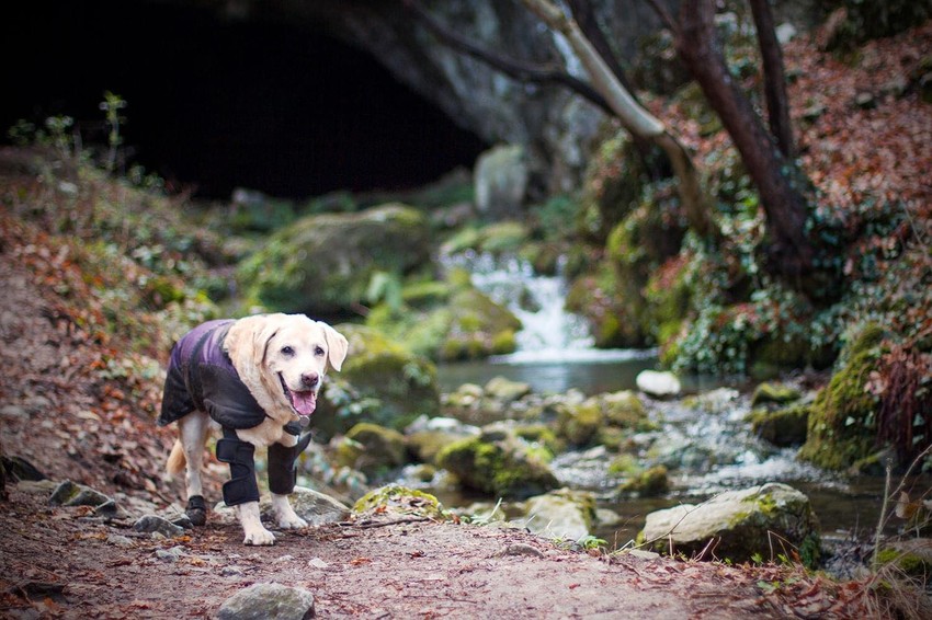 Kuki u jednoj od zajedničkih avantura