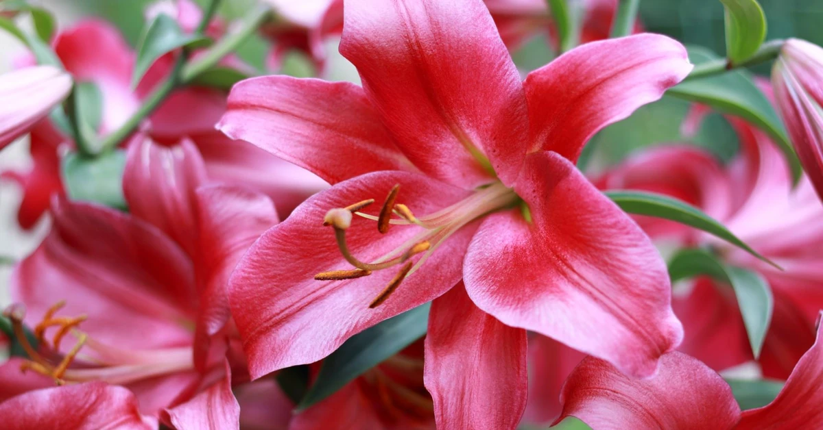 Kiedy obcinać lilie na zimę? Kiedy przyciąć łodygi lilii?