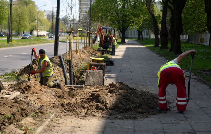 przekopali rów przez aleję głogów