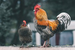 Polski drób na podbój Chin? Wizja wznowienia eksportu