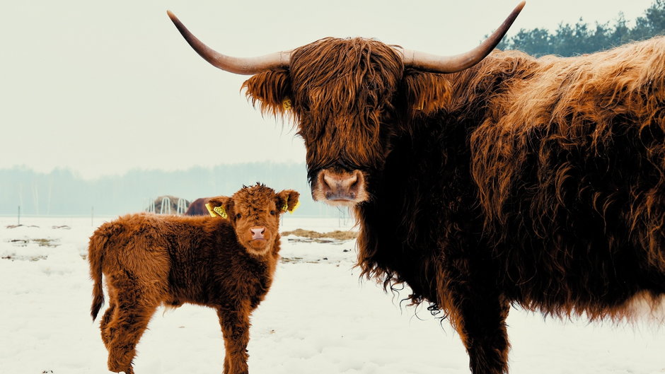 Highlander Cattle