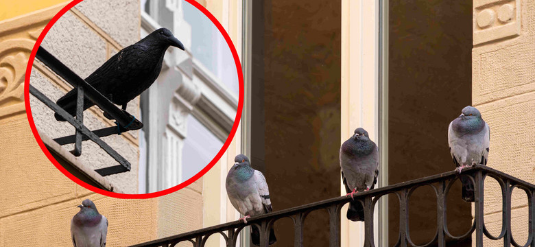 Ustaw to na balkonie, a więcej nie zobaczysz na nim gołębi. Sprawdzony sposób