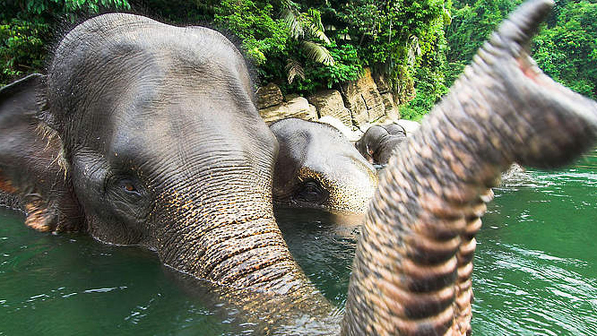 Pięć dziko żyjących sumatrzańskich słoni, formalnie uznanych za ginący gatunek zwierząt, zabito w prowincji Riau na środkowej Sumatrze w zachodniej Indonezji - poinformowała w sobotę organizacja ochrony środowiska Światowy Fundusz na rzecz Przyrody (WWF).