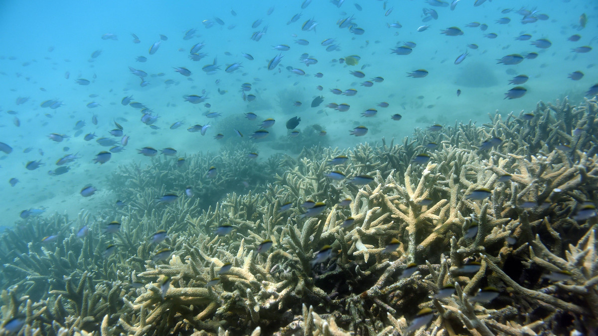 Naukowcy alarmują o blaknięciu Wielkiej Rafy Koralowej. Problemem jest woda