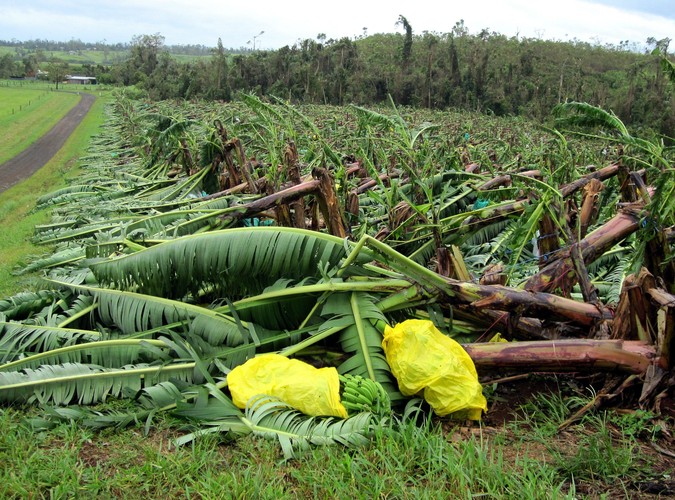 Inna zniszczona plantacja w pobliżu Innisfail