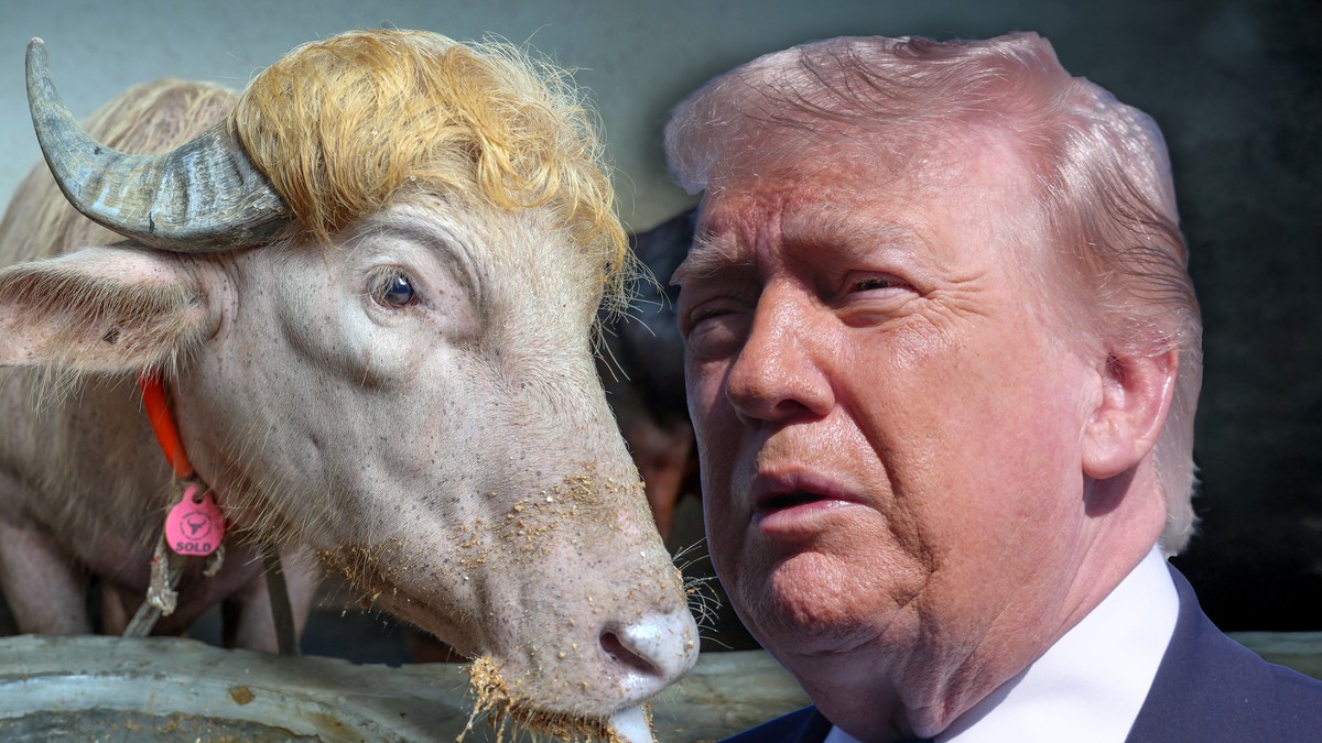 bik Donald Tramp i Donald Tramp