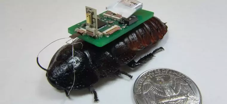 Zdalnie sterowany karaluch biologicznym dronem
