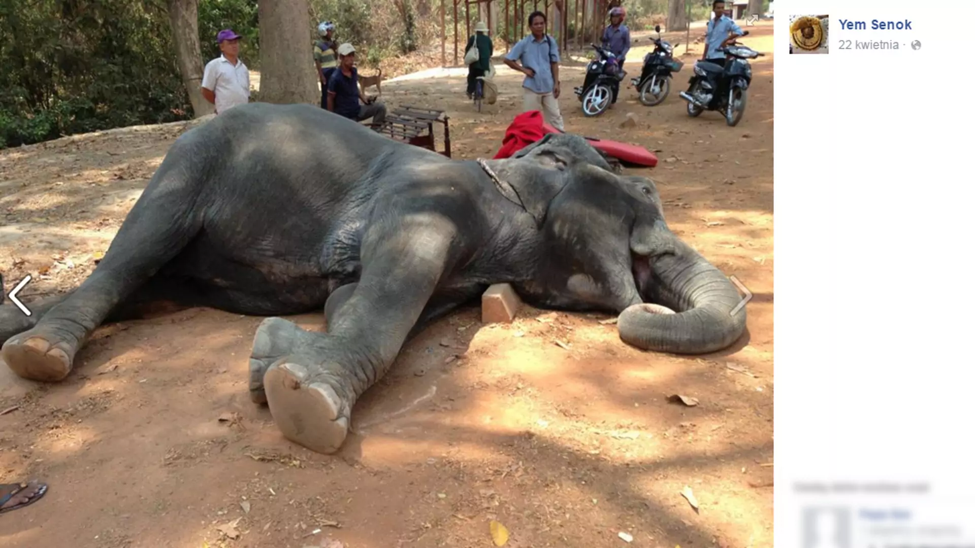 Słoń zdechł na zawał podczas dźwigania turystów. Zdjęcie rozpętało w internecie burzę