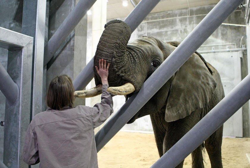 Weekend w zoo poświęcony słoniom