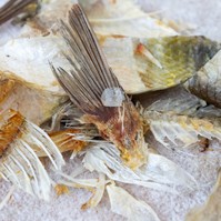 Lenyeltem egy halszálkát, mit tegyek? Az orvos válaszol
