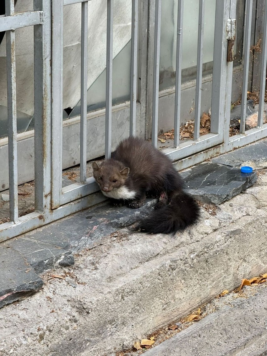 Kuna pronađena na Vračaru