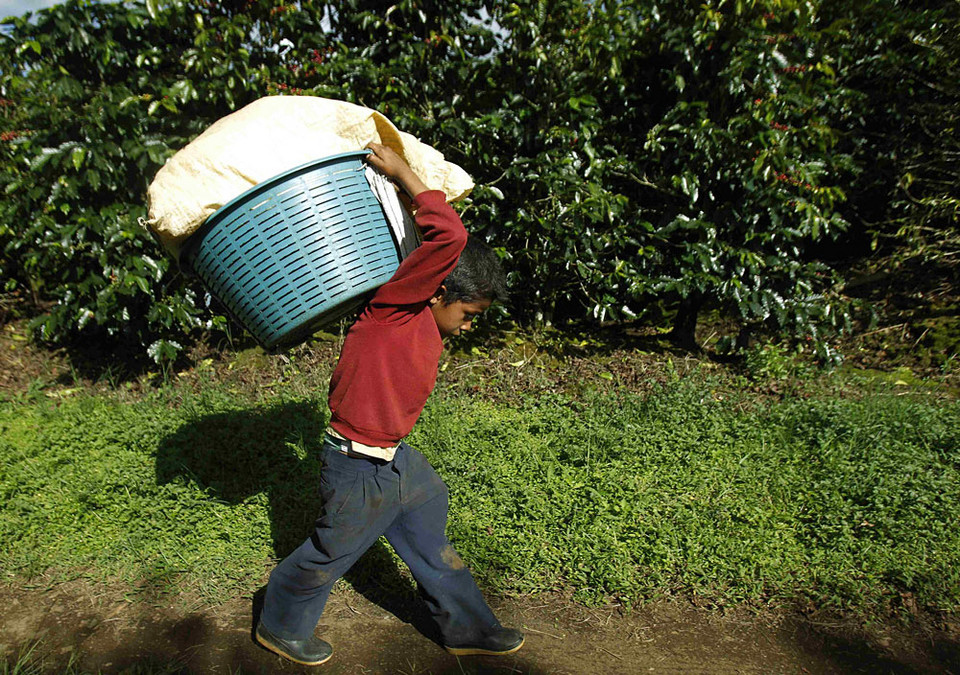 Kostaryka - kłopoty plantatorów kawy
