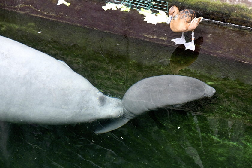 We wrocławskim zoo urodziła się syrena. Małe waży 20 kg!