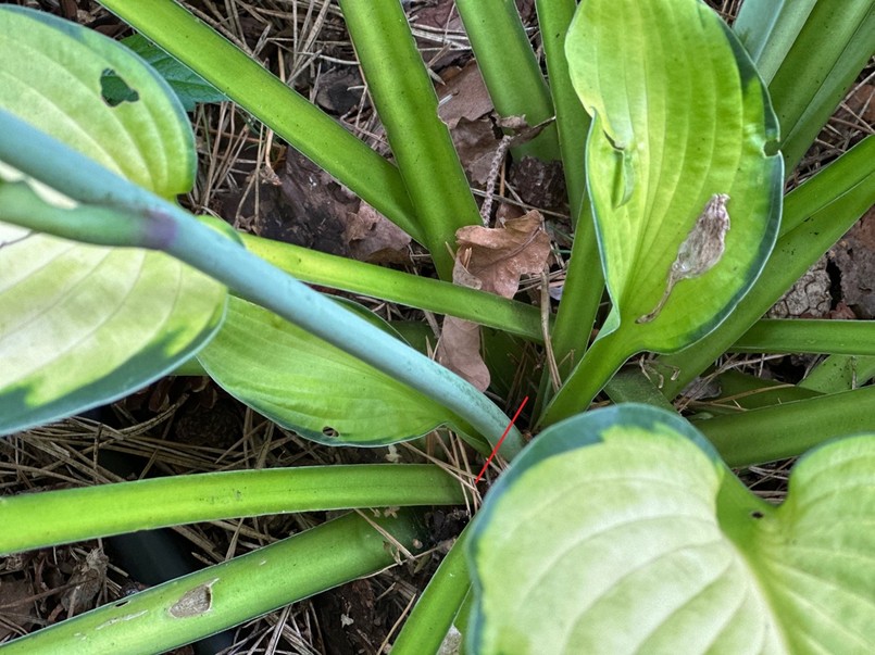 Funkia como cortar ou