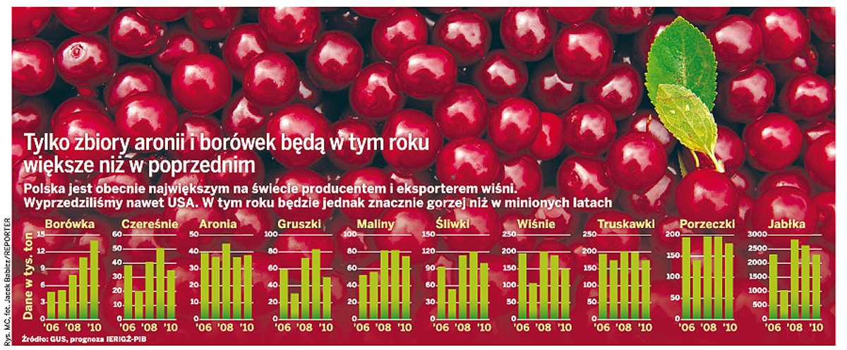 Tylko zbiory aronii i borówek będą w tym roku większe niż w poprzednim