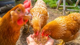 polskie kurczaki zakładnikiem pekinu