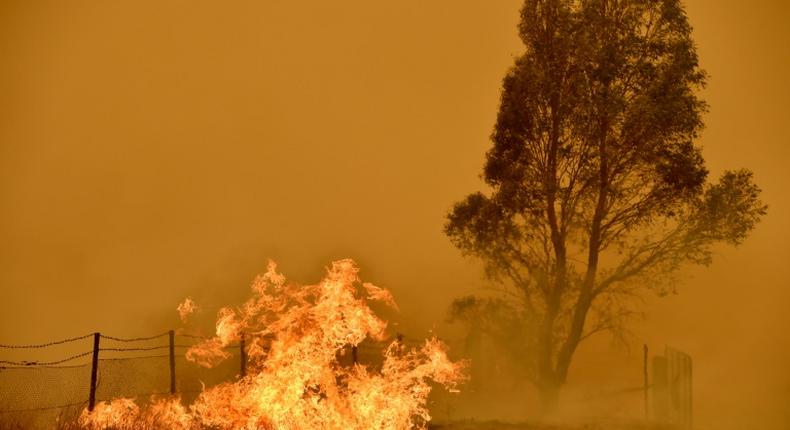The Australian bushfires raged for months, devastating tens of thousands of hectares