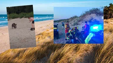 Dzik i rozjuszony łoś zaatakowały na plaży. Niebezpiecznie nad Bałtykiem [WIDEO]