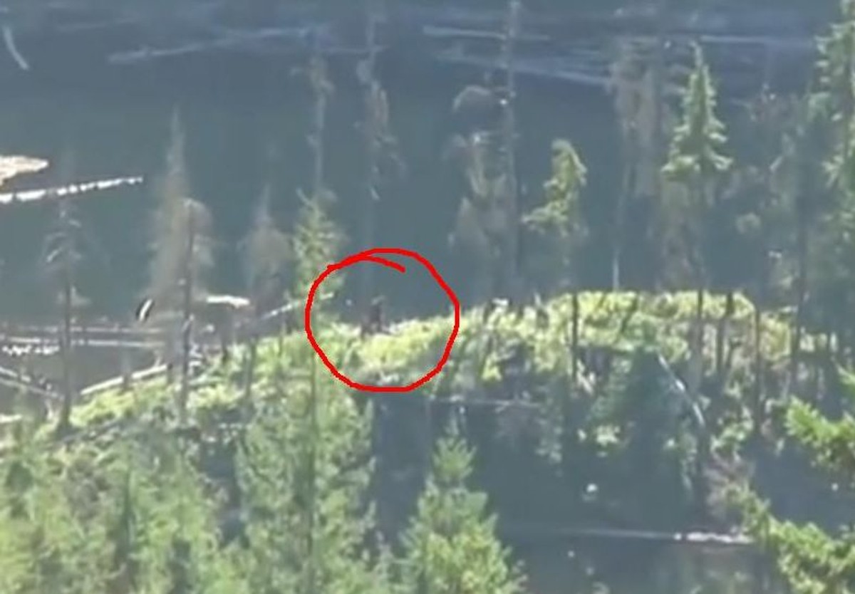 "Yeti" nagrany w Kanadzie