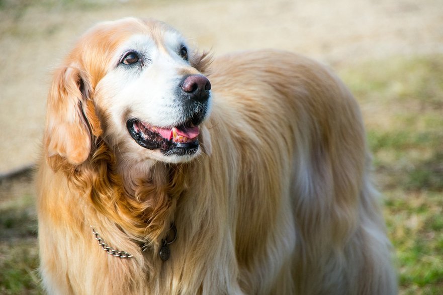 Zadbany Golden retriever wyróżnia się piękną sierścią i dobrą kondycją - PhilipBarrington/pixabay.com