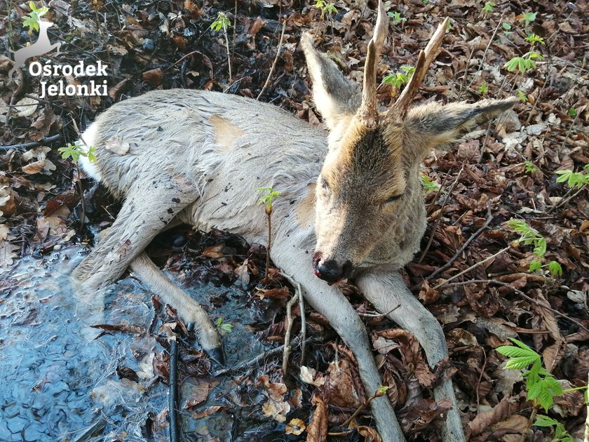 Skandaliczne zachowanie policjantów z Elbląga! Tak potraktowali ranną sarnę