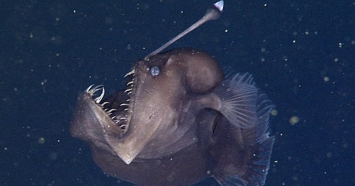 Amerykanscy Naukowcy Zlapali Diabelska Rybe Potwor Z Glebin