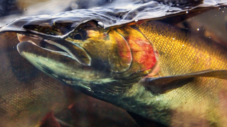 lazac spermás arckezelés