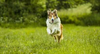 "Lassie wróć". Ponadczasowa historia o wierności i przyjaźni