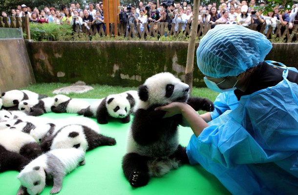 About 23 giant pandas born in 2016 are seen on a display at the Chengdu Research Base of Giant Panda