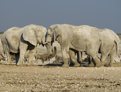 Olejek z konopi zredukuje stres u słoni? W warszawskim zoo ruszają badania