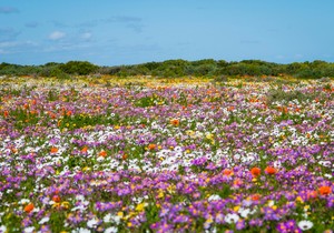 Maslačak topi salo, čisti jetru i pomaže kod nadimanja: Pravi je eliksir zdravlja