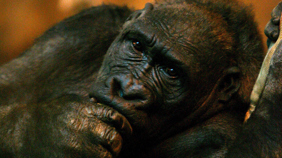 Pracownicy ogrodu zoologicznego w Cincinnati w stanie Ohio zdecydowali się uśmiercić wczoraj 17-letniego goryla Harambe dla ratowania czterolatka, który wpadł do fosy okalającej wybieg dla goryli i był wleczony przez zwierzę po ziemi.