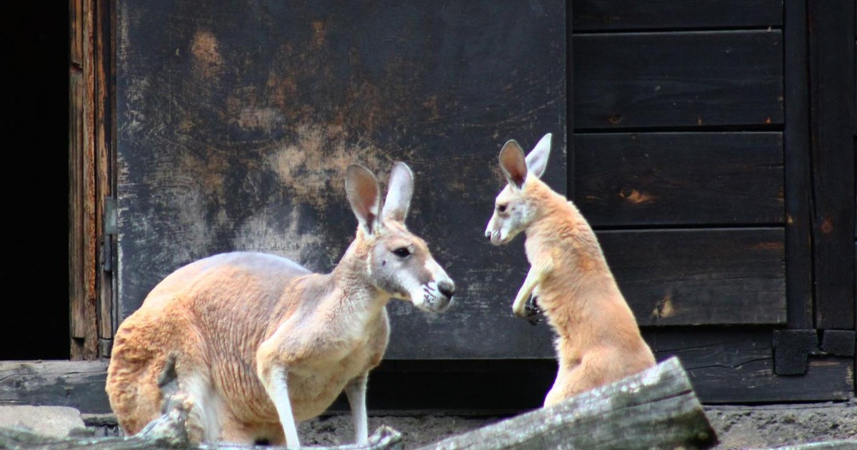 To nie zdarza się często! W warszawskim zoo urodziło się kangurzątko!