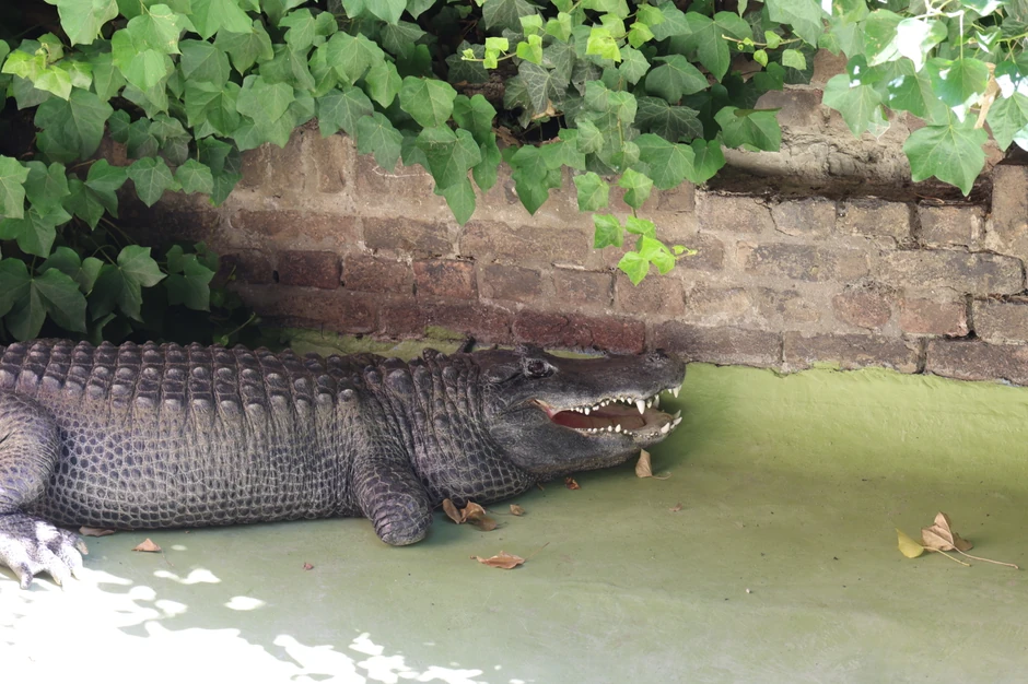 Najstariji aligator na svetu Muja u Beogradskom zoološkom vrtu
