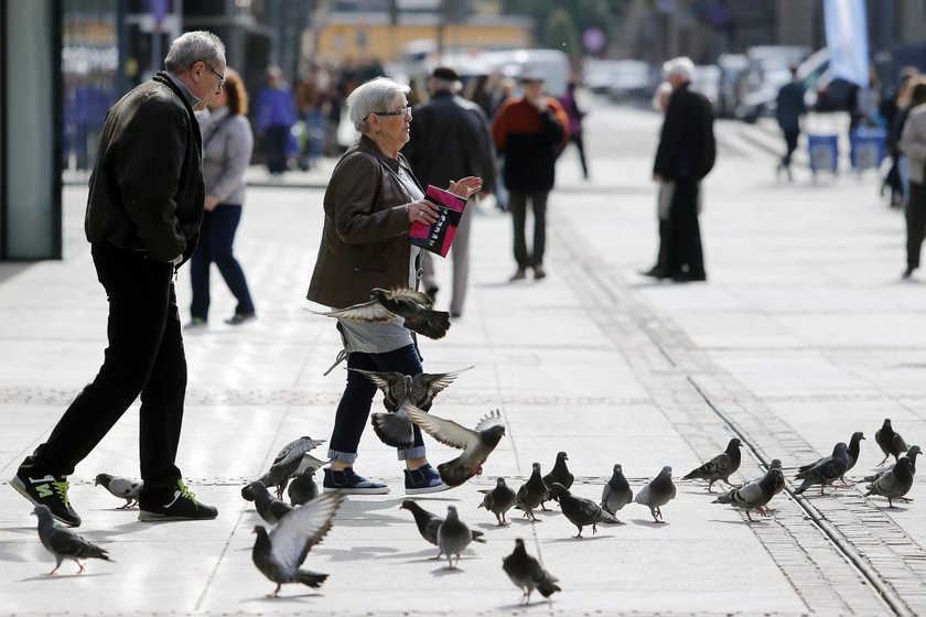 Katowice. Plaga gołębi na rynku